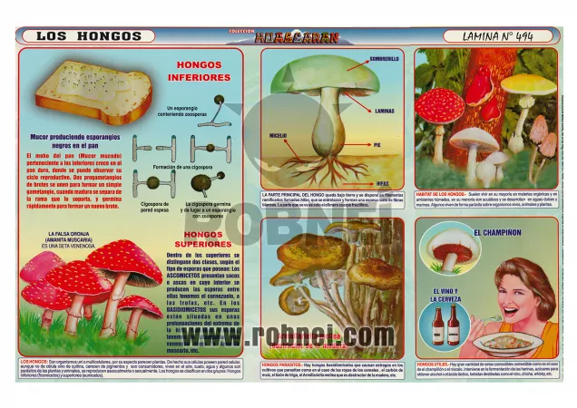 Los Hongos